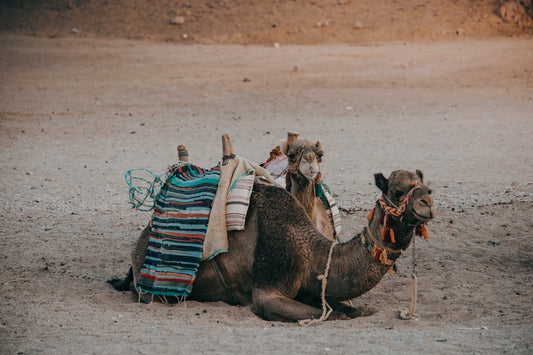 Choosing the Best Digital Nomad Insurance for You